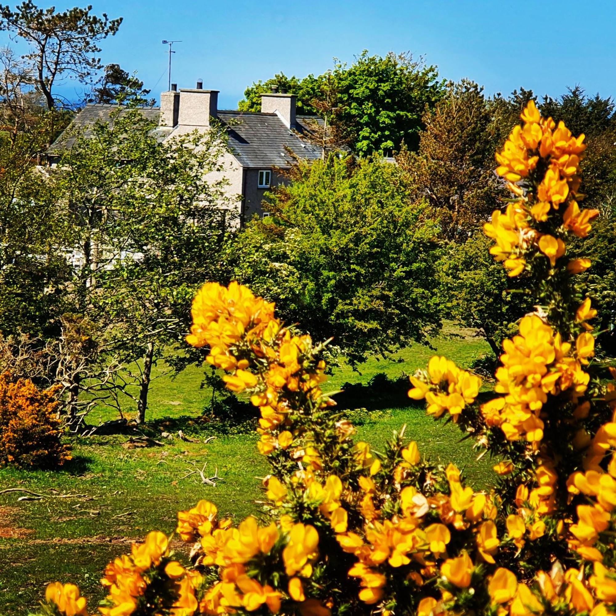 Llanfflewyn Tyn Llain B&B المظهر الخارجي الصورة